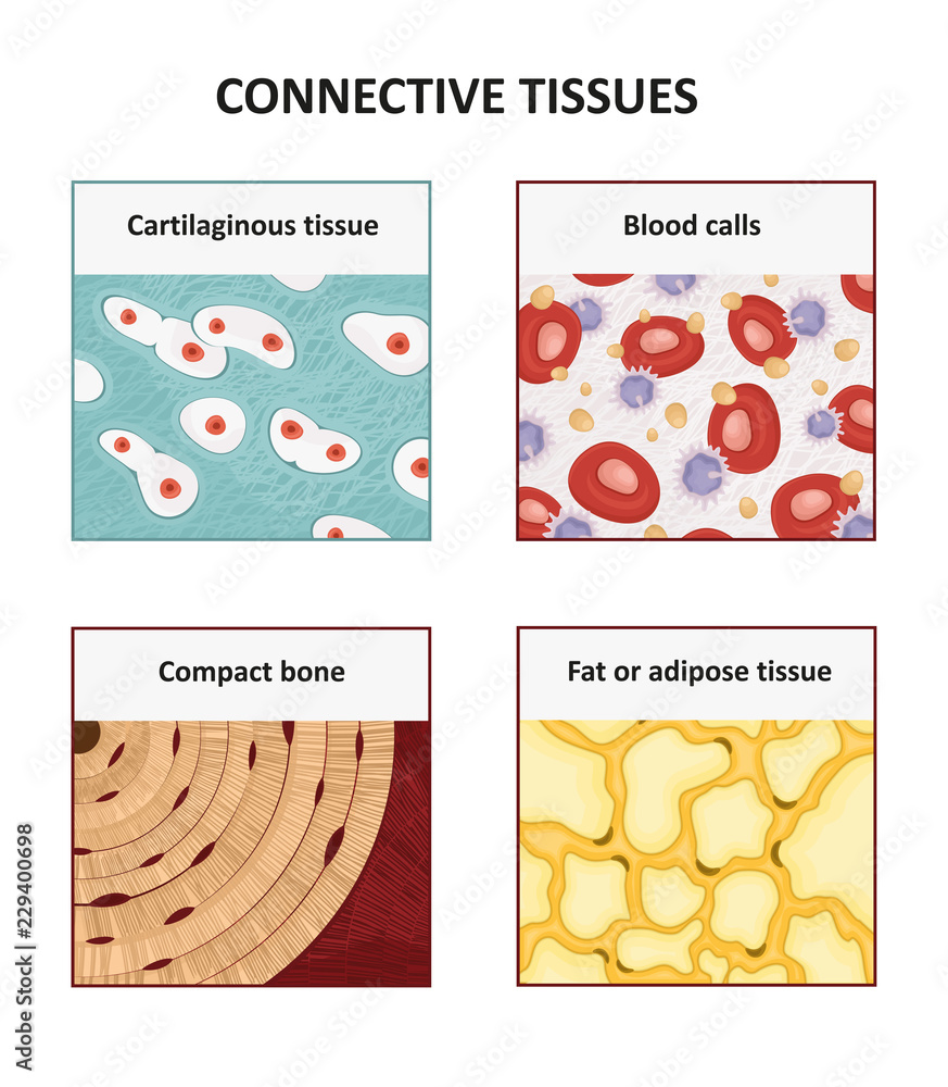 Connective Tissues Human Anatomy Stock Vector Adobe Stock connective-tissues-human-anatomy-stock-vector-adobe-stock