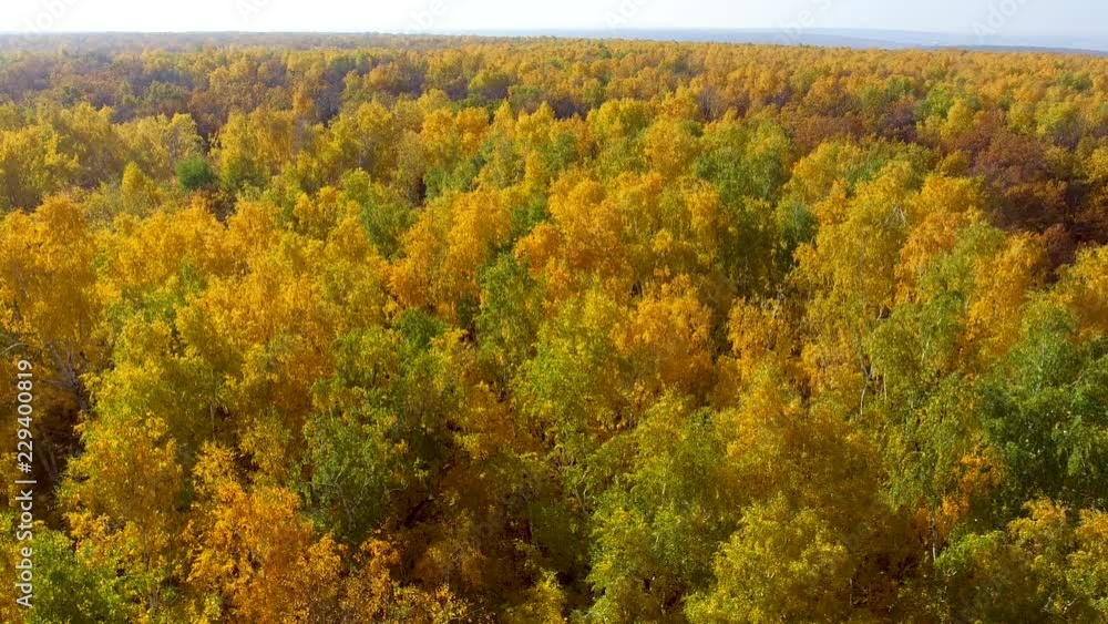 Yellow-green autumn birches Yellow-green autumn birches