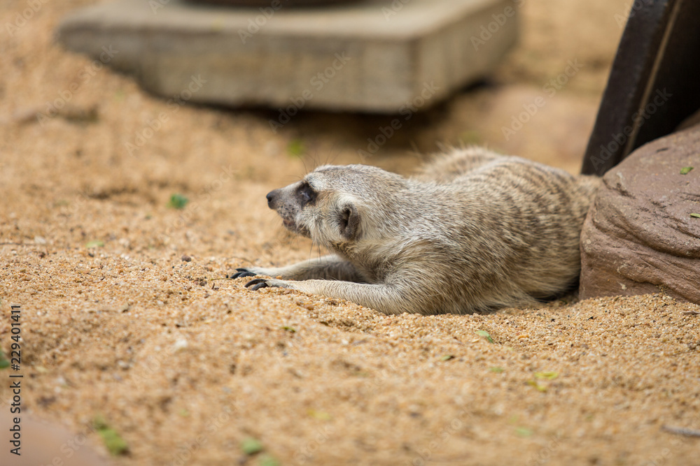 Fototapeta premium meerkat