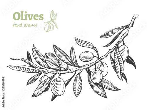 Olives, hand drawn vector illustration set