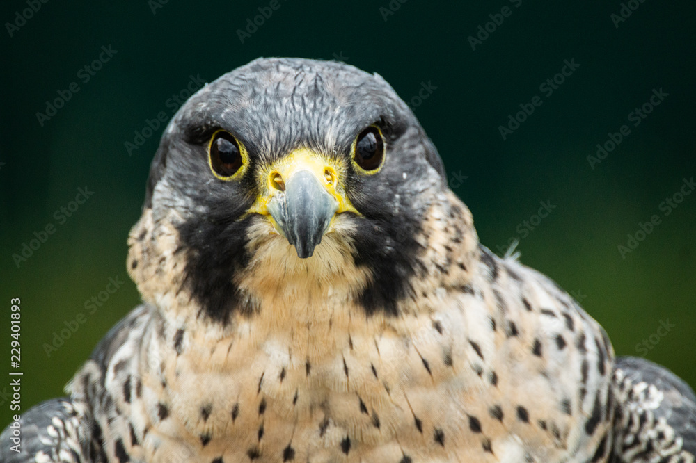 Peregrine falcon close up of head and shoulders showing yellow bill and eye reflection Peregrine falcon close up of head and shoulders showing yellow bill and eye reflection