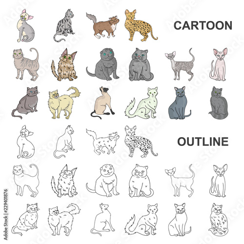 Breeds of cats cartoon icons in set collection for design. Pet cat vector symbol stock web illustration.