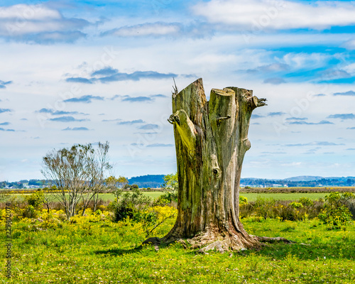 Indigenous Park, Maldonado Department, Uruguay photo