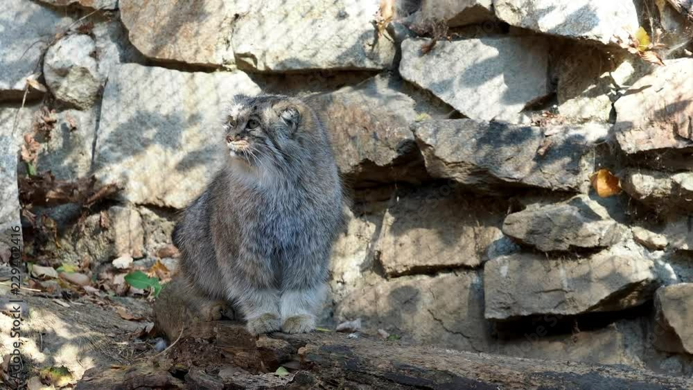 Pallas Cat Gif