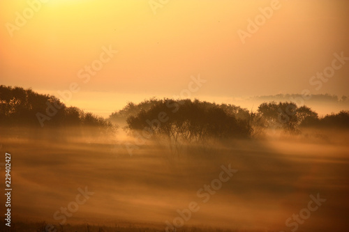 Bushes in the foggy morning. Wild-growing bushes among the exfoliating fog in beams of a rising sun. Fantastic picture.