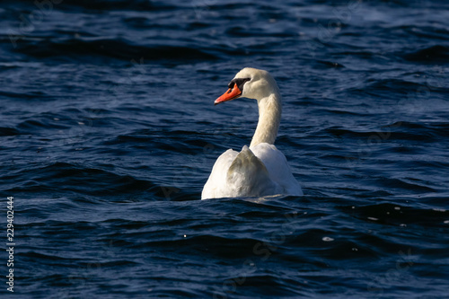 white swan on a lake