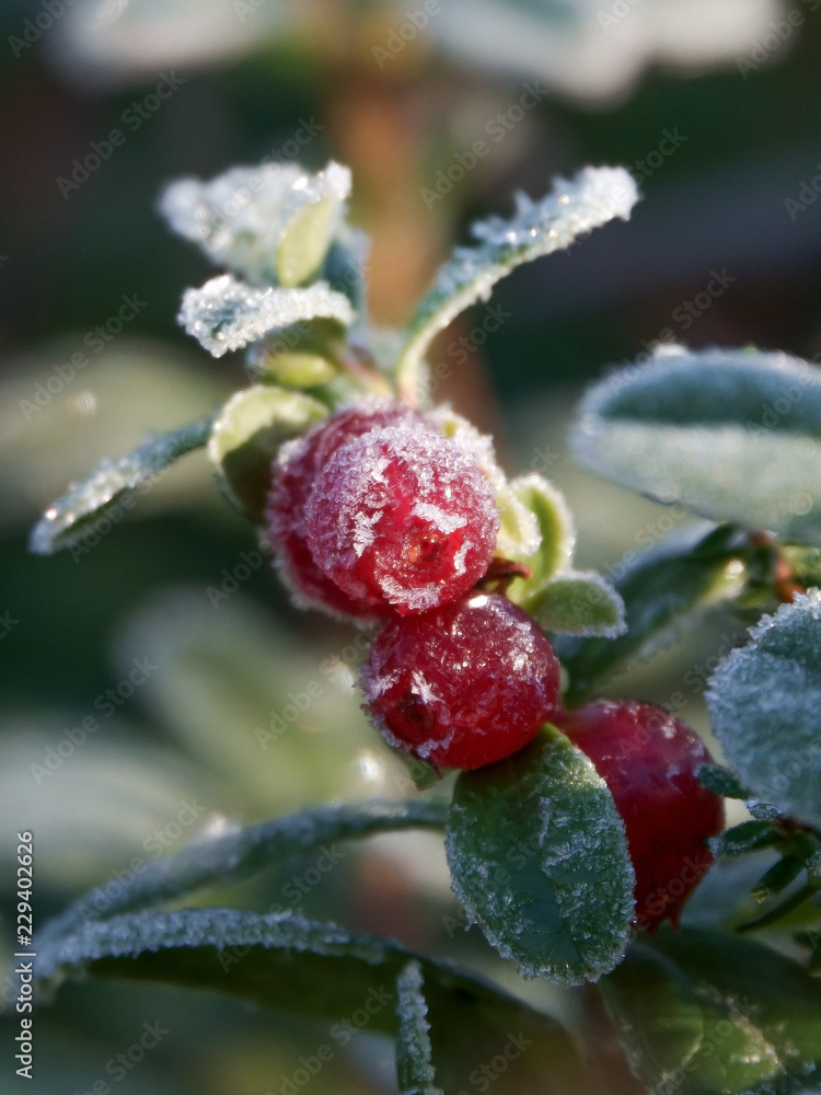 Cowberry Cowberry