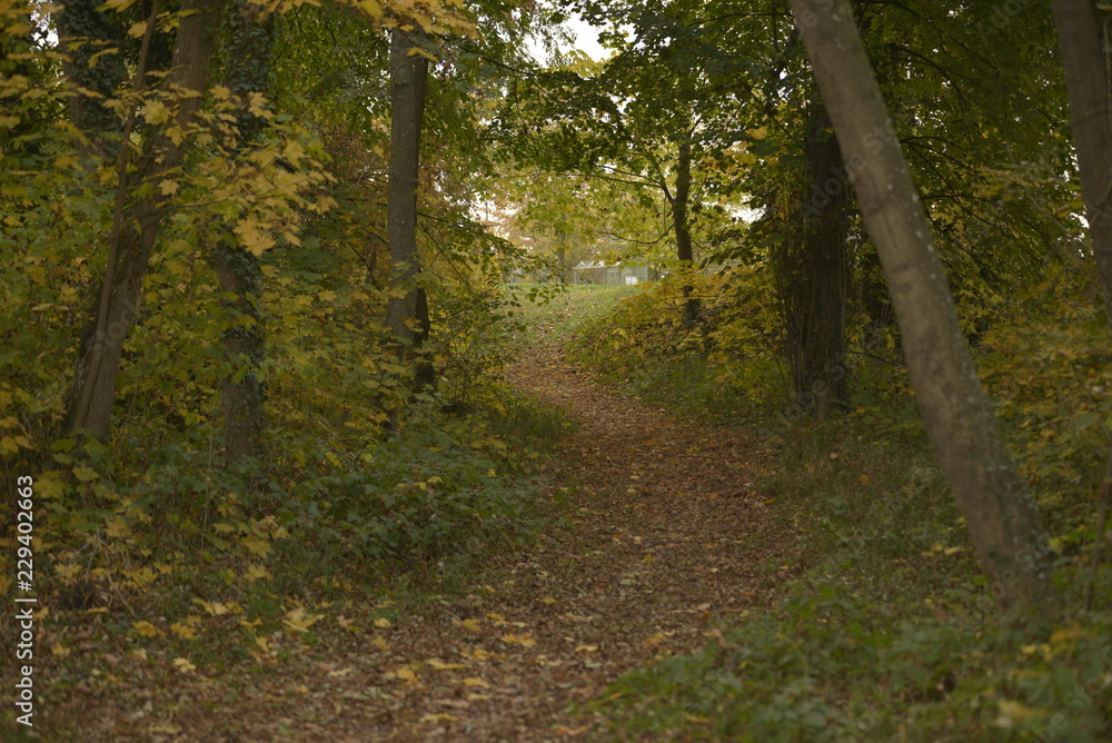 Herbst Wald bunte Blätter Herbst Wald bunte Blätter
