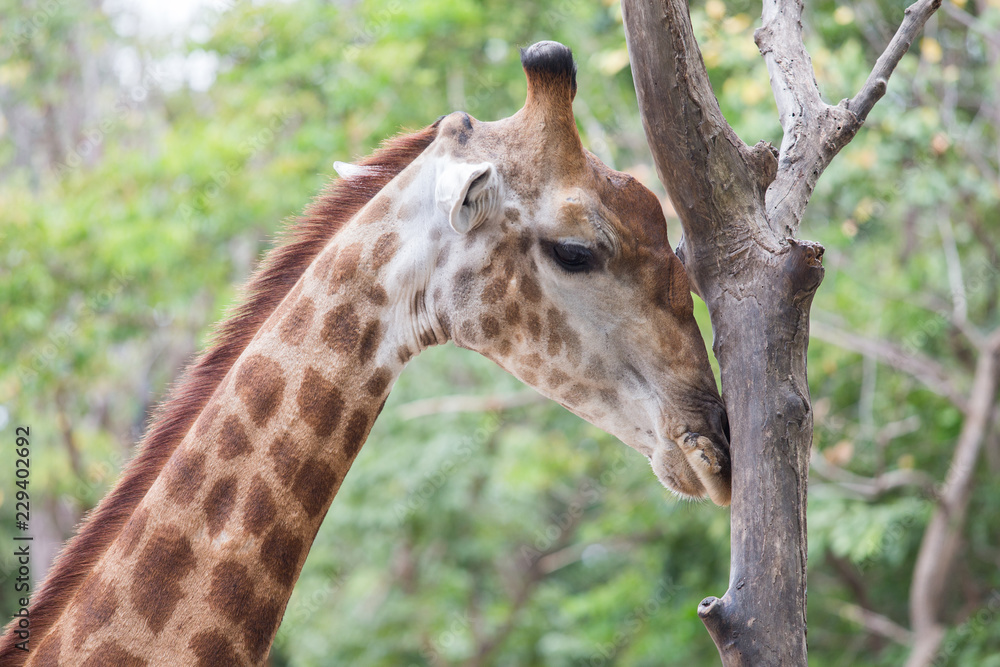 giraffe in the zoo