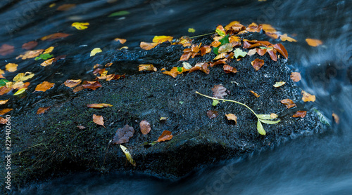 Autumn leaves lying on mossy rock on small stream with flowing water. photo