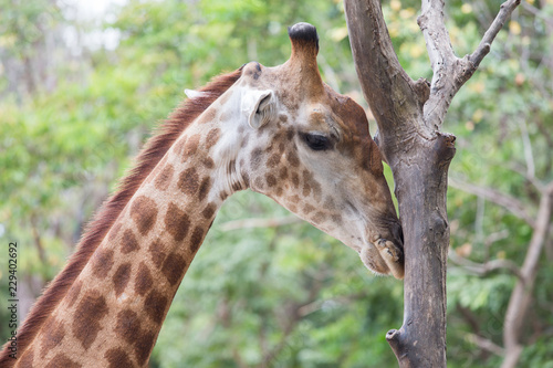 giraffe in the zoo © Supachai