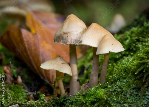 Mycena Arcangeliana. Angles Bonnet , Fungi.