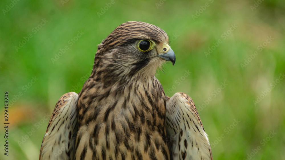 Falcon Hawk close up photo showing wings and head with eye refelctionand beak Falcon Hawk close up photo showing wings and head with eye refelctionand beak