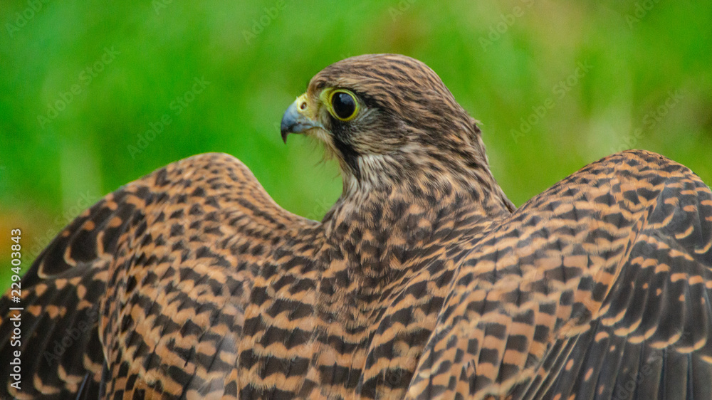Falcon Hawk close up photo showing wings and head with eye refelctionand beak Falcon Hawk close up photo showing wings and head with eye refelctionand beak