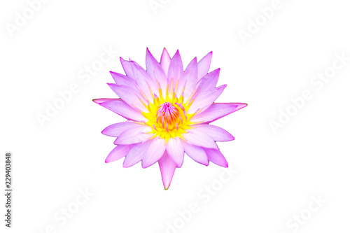 lotus flower isolated on white background