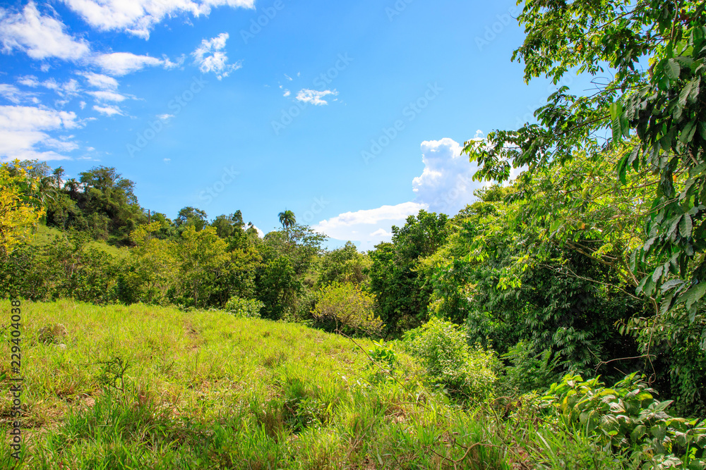 Green jungle and blue sky in the mountains of Puerto Plata, Dominican Republic.