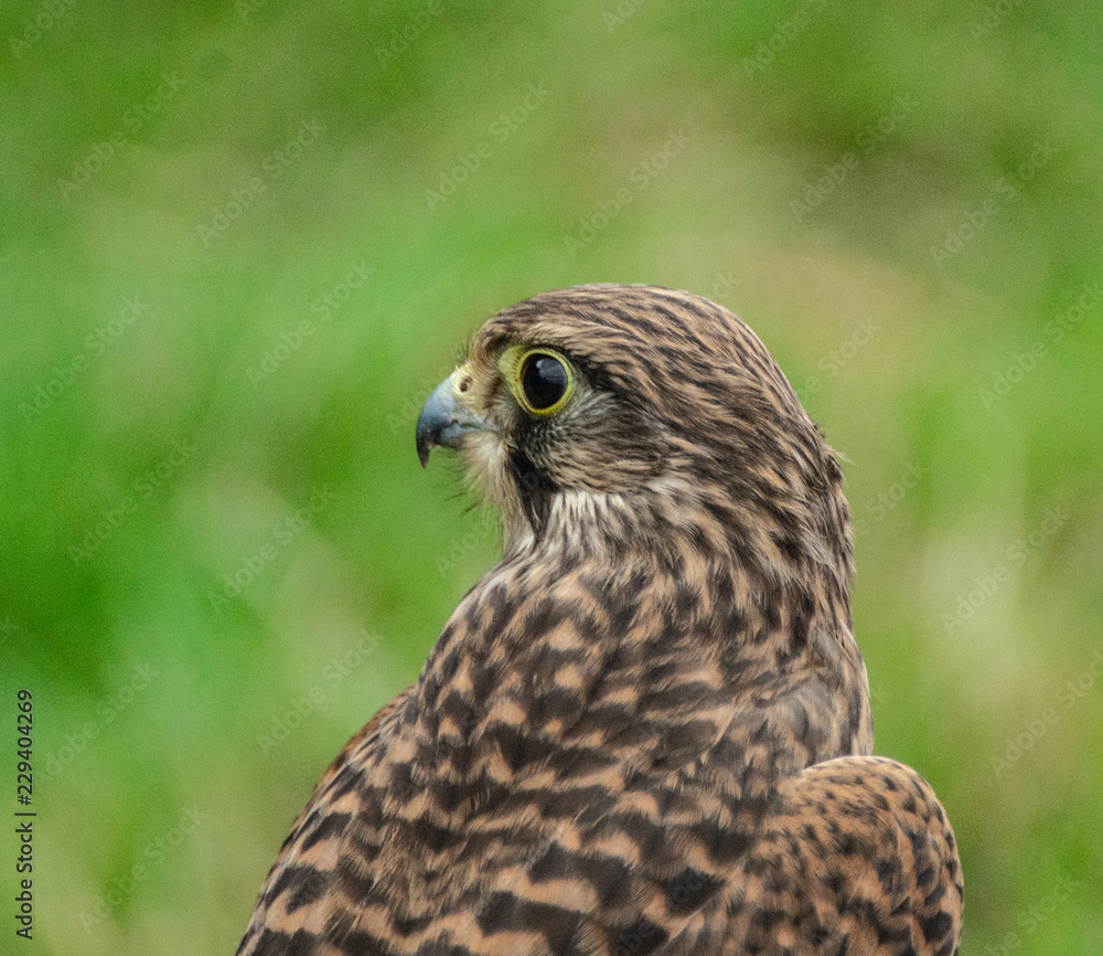 Falcon Hawk close up photo showing wings and head with eye refelctionand beak
