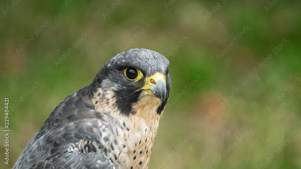 Obraz premium Peregrine falcon close up of head and shoulders showing yellow bill and eye reflection