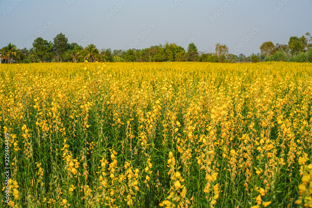 The yellow Pummelo flowers field background in countryside, Thailand.