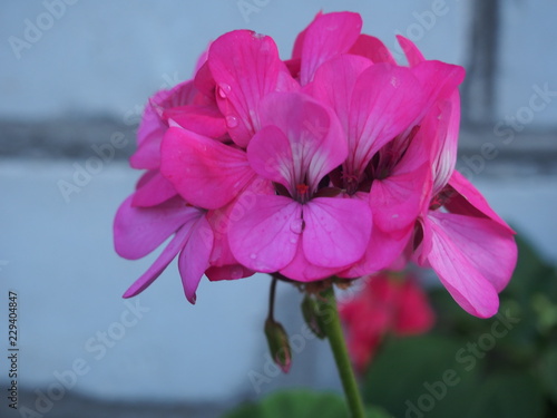 Fototapeta Naklejka Na Ścianę i Meble -  Geranium flower buds. Water droplets on the petals.
