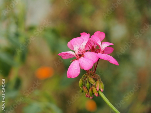 Fototapeta Naklejka Na Ścianę i Meble -  Geranium flower buds. Water droplets on the petals.