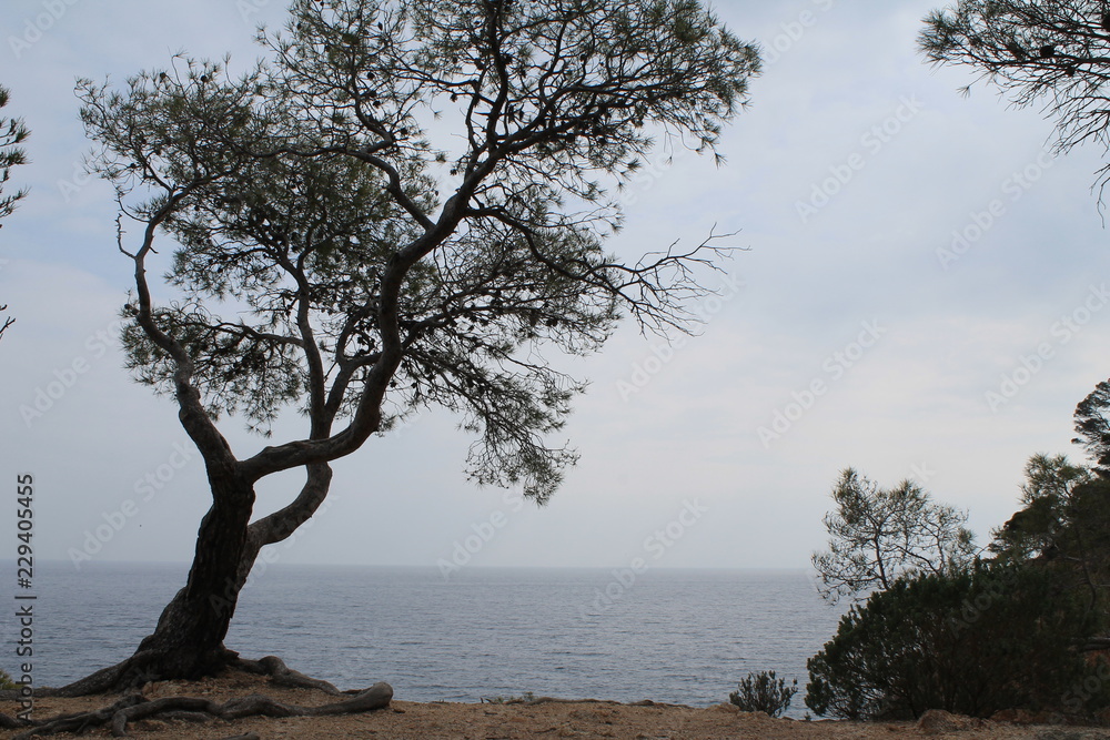Silueta de árbol y horizonte del mar Silueta de árbol y horizonte del mar