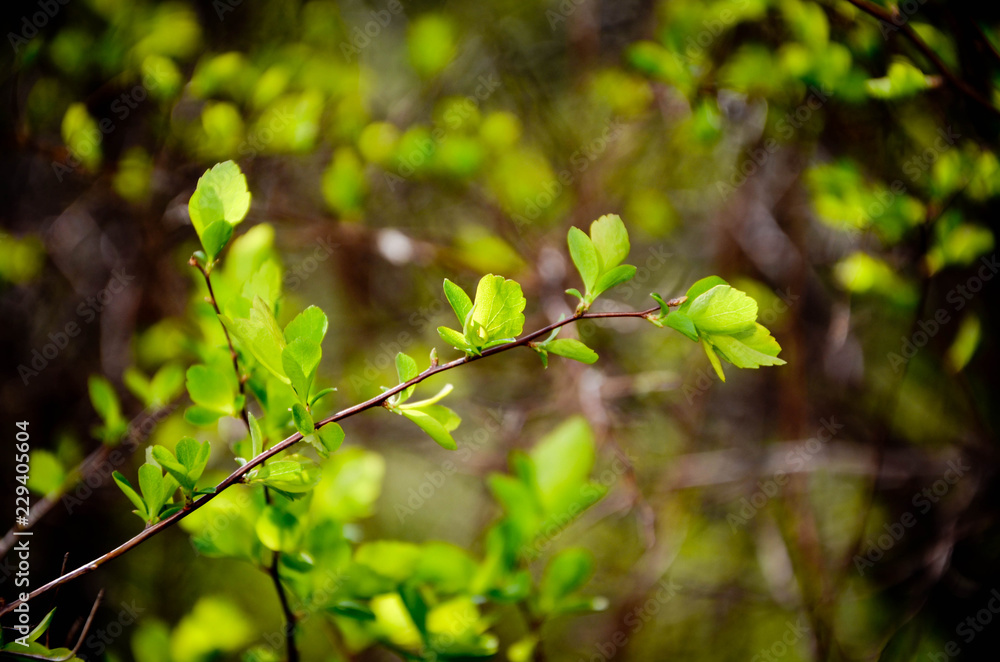 green leaves of tree