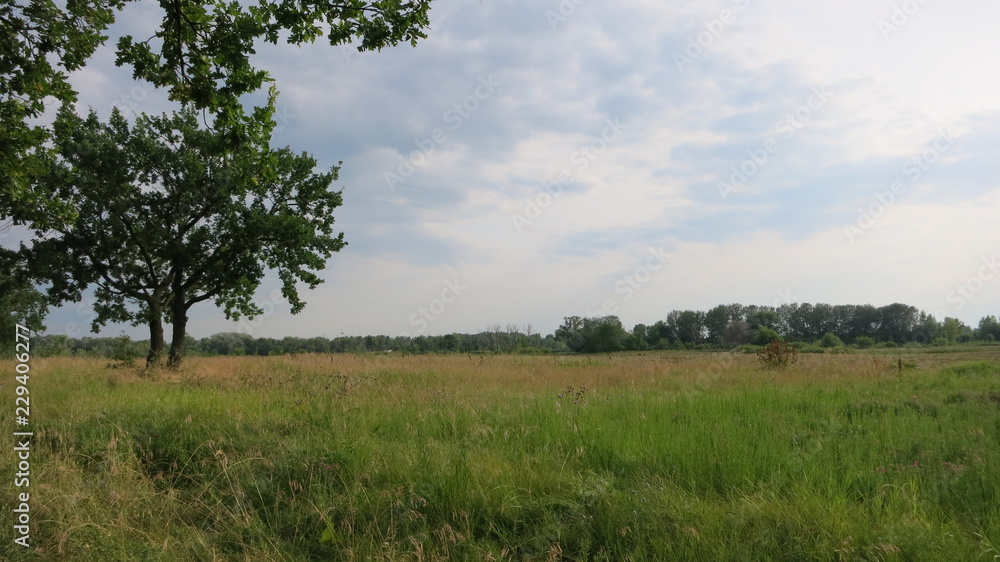 Obraz premium tree in the field