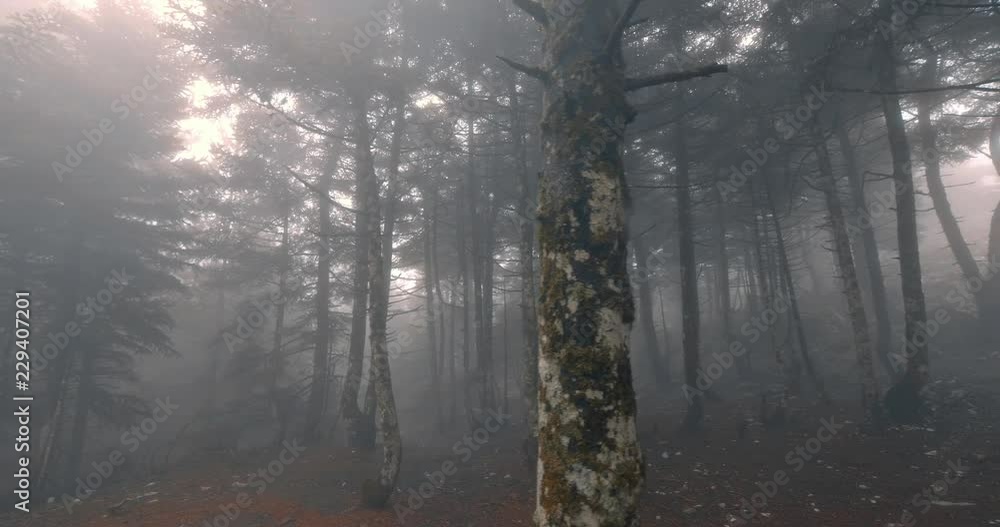 Scary mystical dark foggy autumn/winter forest in motion Scary mystical dark foggy autumn/winter forest in motion
