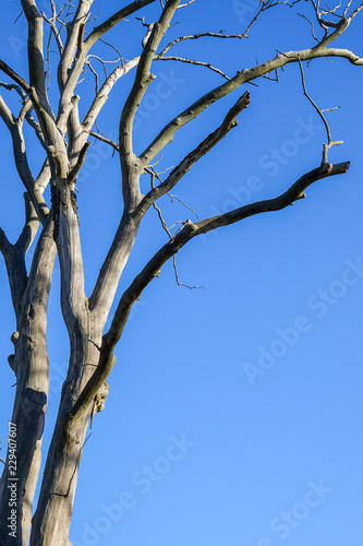 Dead old tree without leave...