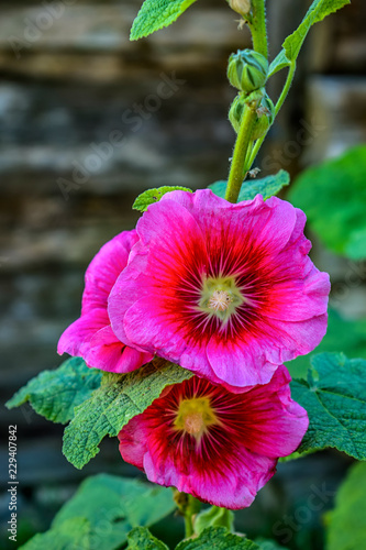 pink mallow in the countryard of the house in ukrainian village photo