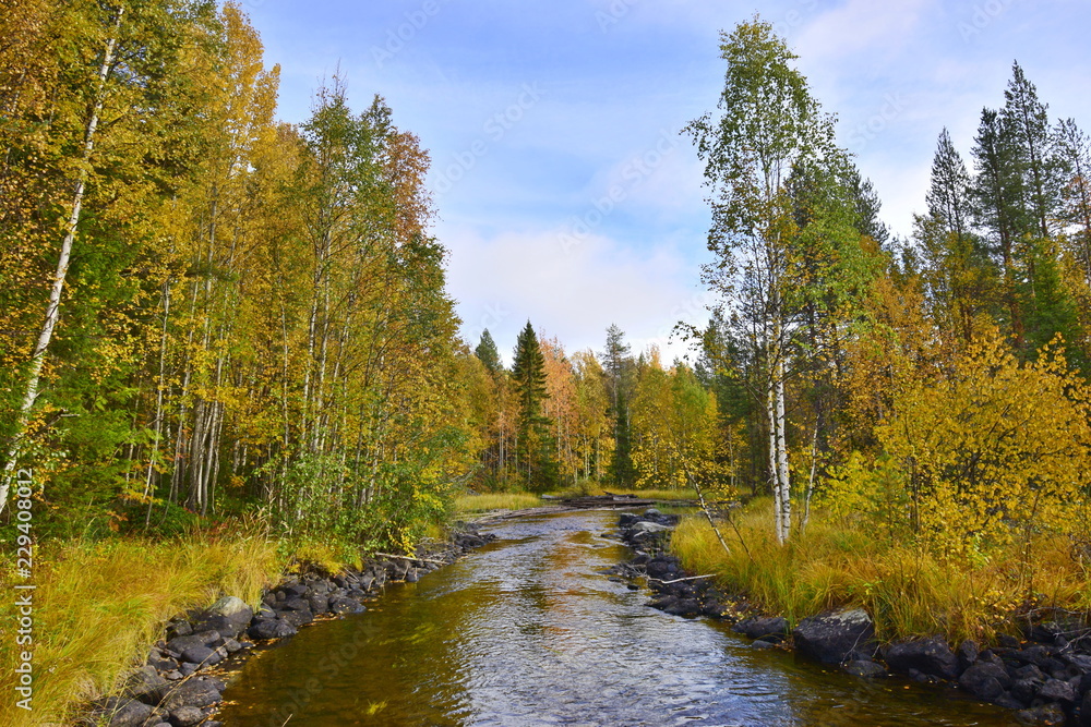 river in the autumn forest