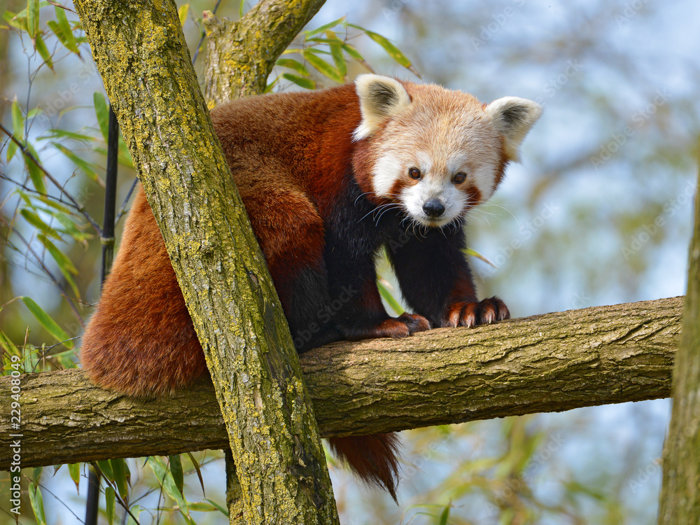 Fototapeta premium Panda czerwona (Ailurus fulgens) na gałęzi