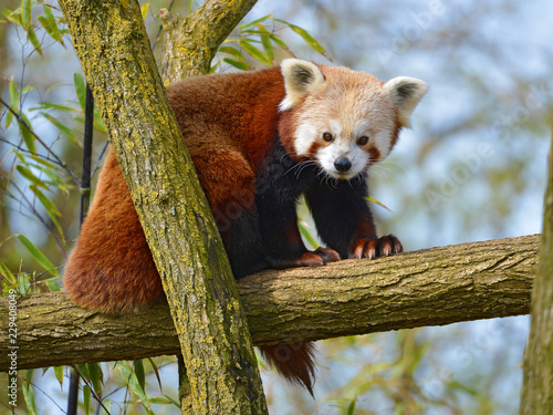 Fototapeta Naklejka Na Ścianę i Meble -  Red panda (Ailurus fulgens) on branch tree 
