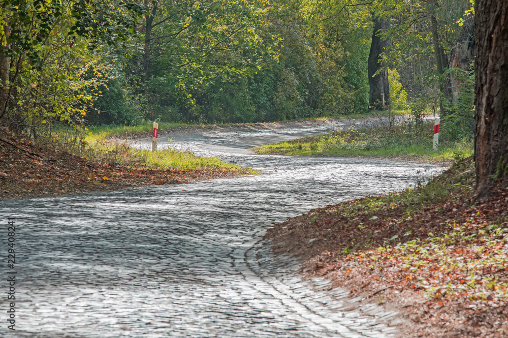 Obraz premium Brukowana droga przez las.