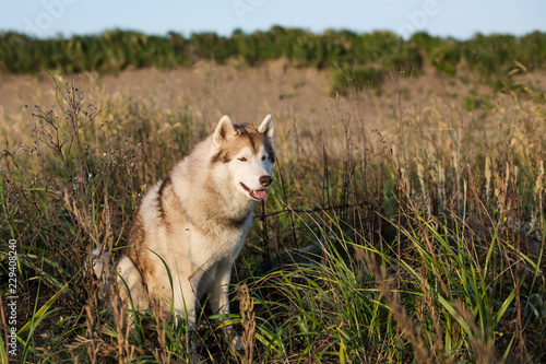 Close-up portrait of gorgeous siberian husky dog with brown eyes sitting in the grass at sunset