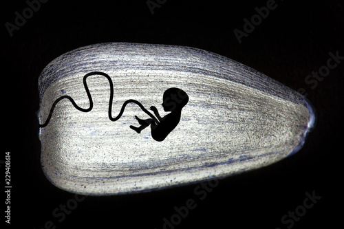 human embryo in sunflower seeds