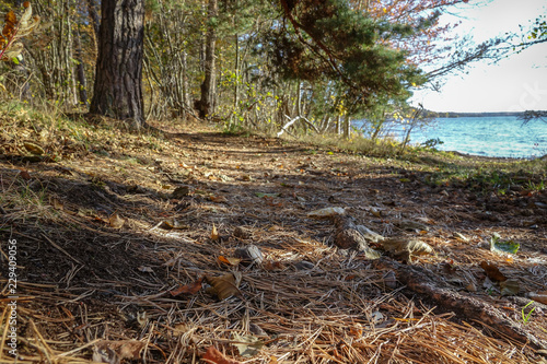 Path in the woods covered b...