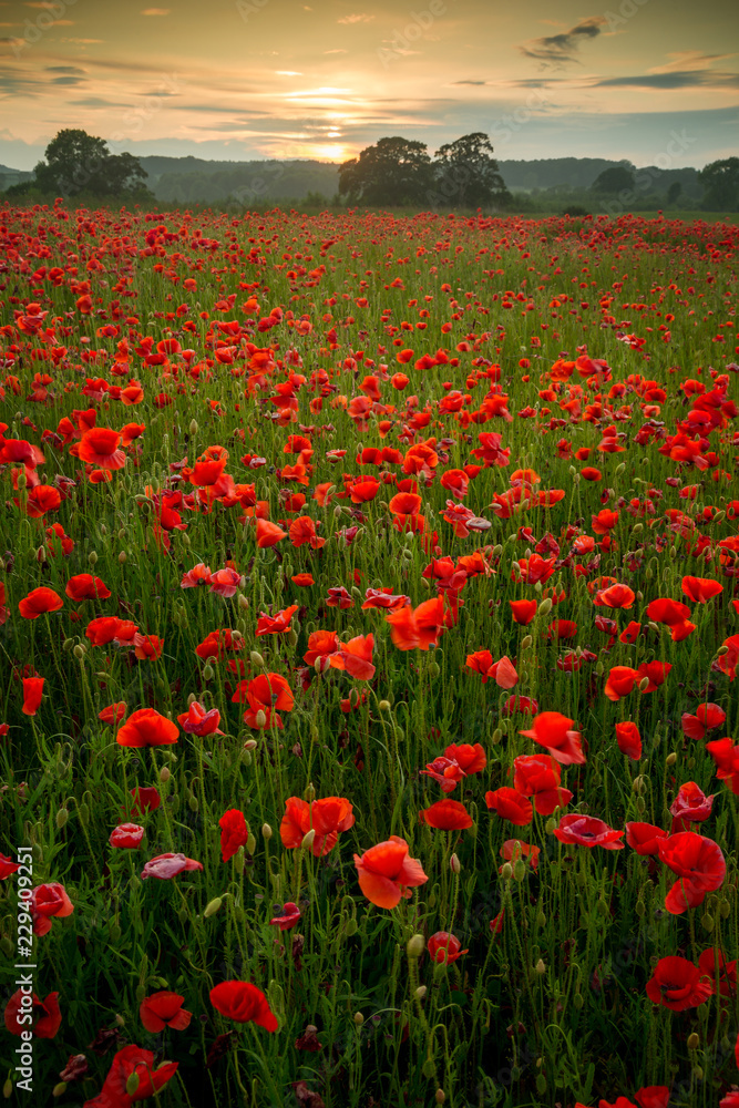 Poppies in field in Northumberland, England, UK.