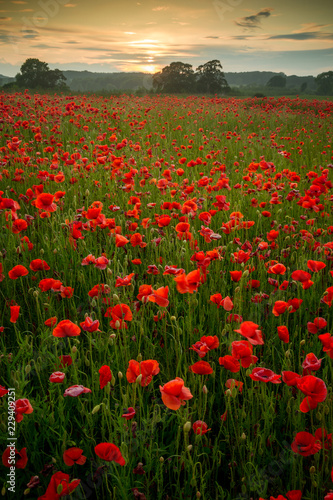 Poppies in field in Northumberland  England  UK.