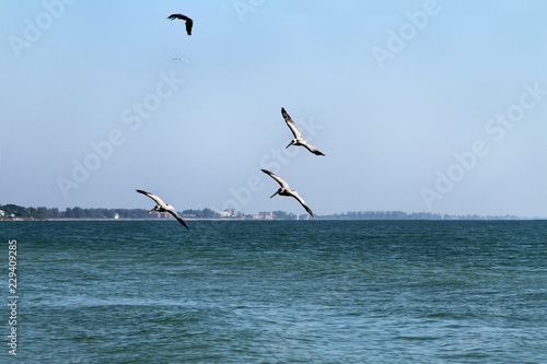 Pelican Birds Flying Over Atlantic Ocean #229409285