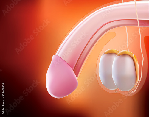 Penis or Male Reproductive System is a 3D illustration.