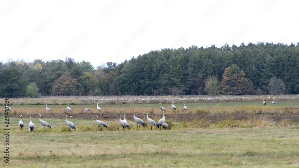 flock of crane birds graze on a field. autumn bird migration. flock of crane birds graze on a field. autumn bird migration.