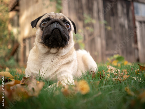hund