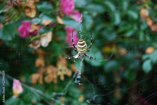 Araignée sur sa toile photo