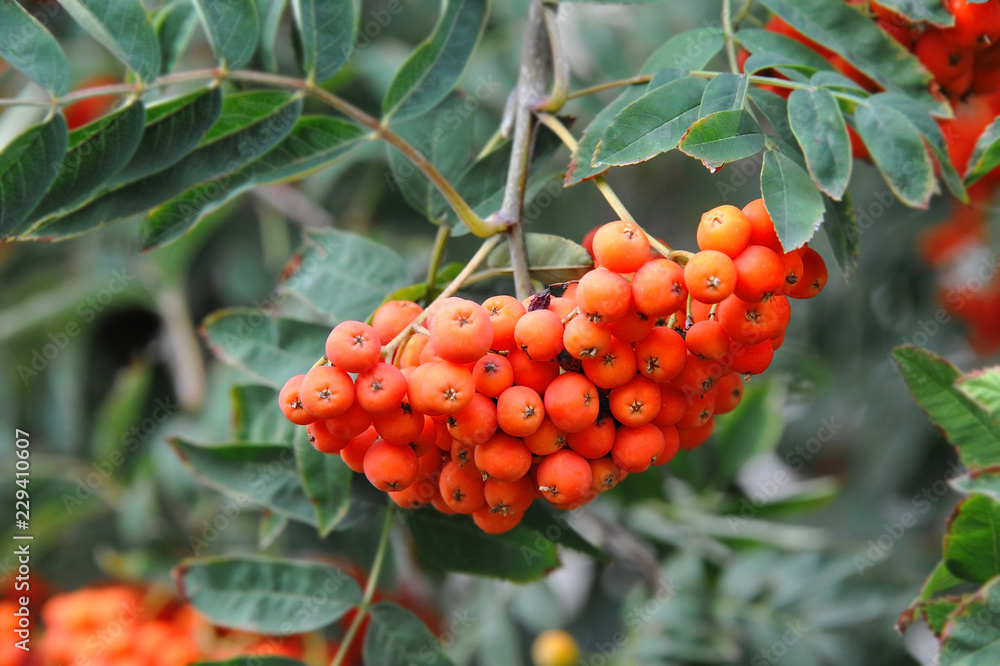 Rowan berries, Mountain ash (Sorbus) Rowan berries, Mountain ash (Sorbus)