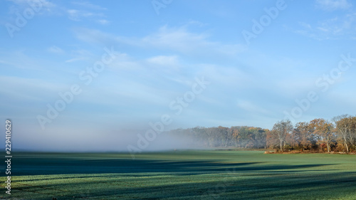 Fog on a farmers field. Yel...
