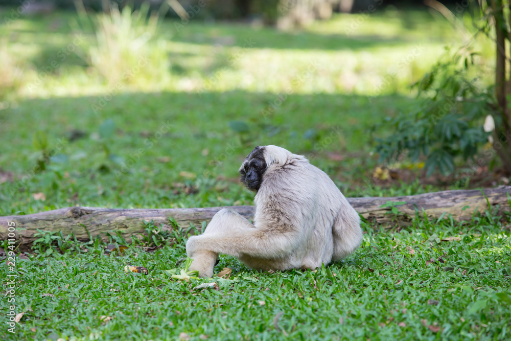 Obraz premium gibbon