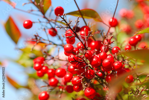 FRUTOS ROJOS TIPO BAYAS