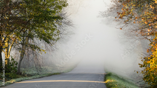 Foggy road,  avenue. Yellow...